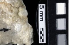 Foto (Detailansicht) von Decapoda indet. (NHMW-GEO-1990-0041-0223)